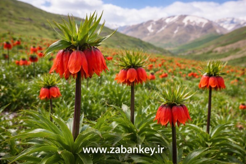دشت لاله های واژگون کوهرنگ
